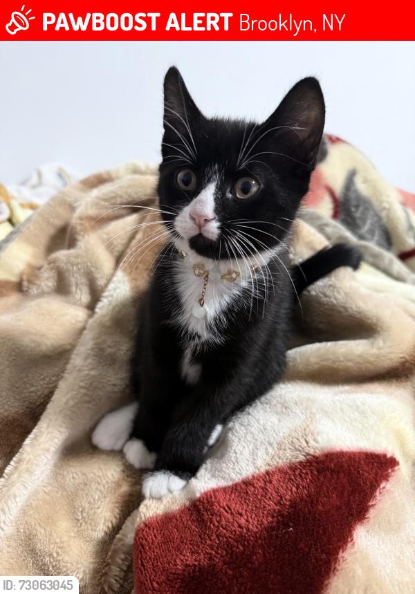 Lost Female Cat last seen Avenue X and east 29st, Brooklyn, NY 11235