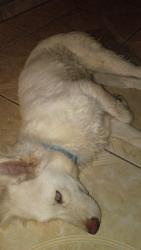 Lost Male Dog last seen Broadway, Phoenix, AZ 85040