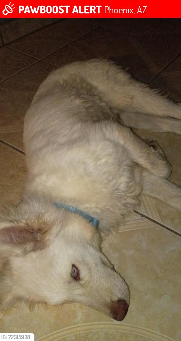 Lost Male Dog last seen Broadway, Phoenix, AZ 85040
