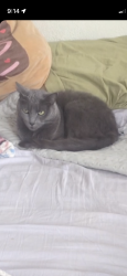 Reunited Female Cat last seen Pennwood and Pitt Avenue, Pittsburgh, PA 15221