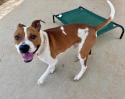 Shelter Stray Male Dog last seen CHARLOTTE, 8315 Byrum Dr, Charlotte, NC 28217, USA