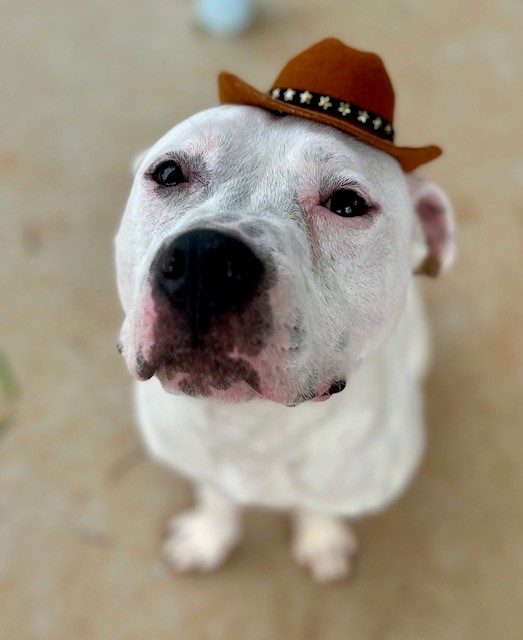 Shelter Stray Male Dog last seen CHARLOTTE, 8315 Byrum Dr, Charlotte, NC 28217, USA