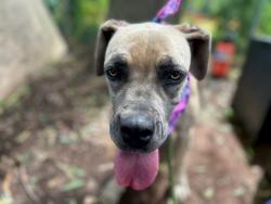 Shelter Stray Female Dog last seen CHARLOTTE, 8315 Byrum Dr, Charlotte, NC 28217, USA