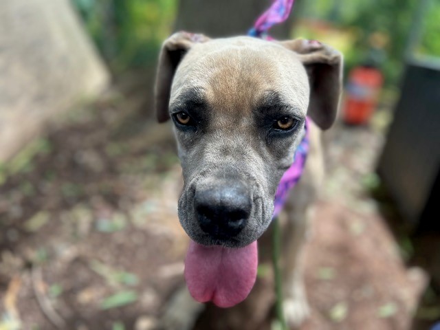 Shelter Stray Female Dog last seen CHARLOTTE, 8315 Byrum Dr, Charlotte, NC 28217, USA