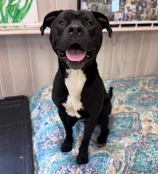Shelter Stray Male Dog last seen CHARLOTTE, 8315 Byrum Dr, Charlotte, NC 28217, USA