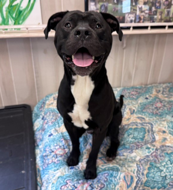 Shelter Stray Male Dog last seen CHARLOTTE, 8315 Byrum Dr, Charlotte, NC 28217, USA