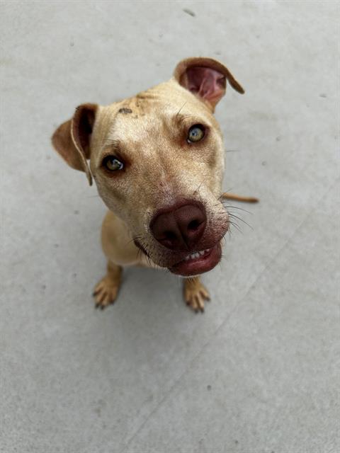 Shelter Stray Male Dog last seen CHARLOTTE, 8315 Byrum Dr, Charlotte, NC 28217, USA