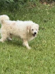 Found/Stray Unknown Dog last seen Se 7 th ave, Ocala, FL 34471