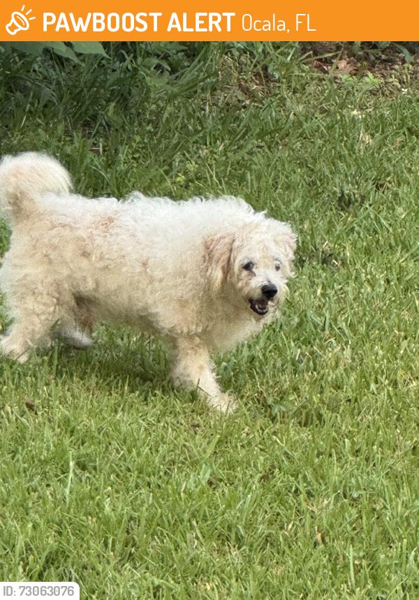 Found/Stray Unknown Dog last seen Se 7 th ave, Ocala, FL 34471