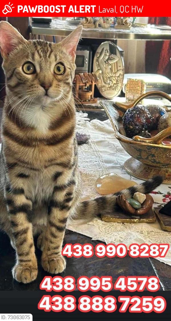Lost Male Cat last seen Châtelaine & Souvenir, Laval, QC H7W