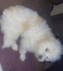 Reunited Male Dog last seen Redwood drive lake park, Lake Park, FL 33403