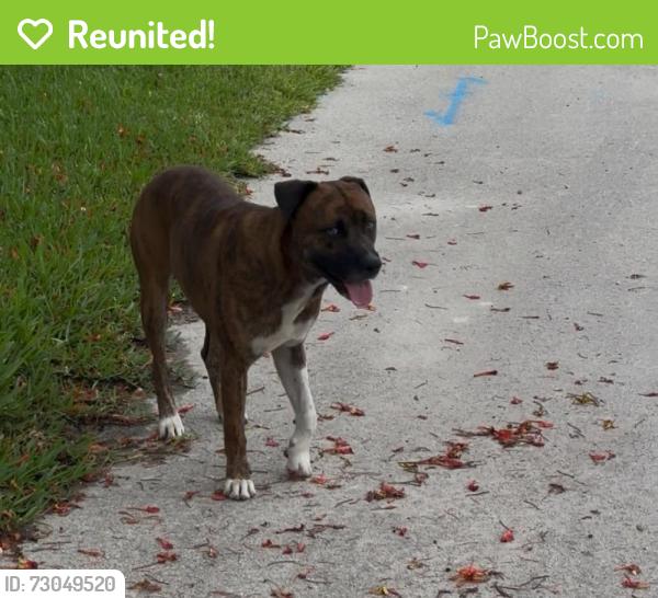 Reunited Male Dog last seen NE 10th Ave and NE 72nd St. east of Biscayne, Miami, FL 33138