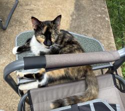 Found/Stray Female Cat last seen Saluda Dam Road and Timberwood Lane, Easley, SC 29640