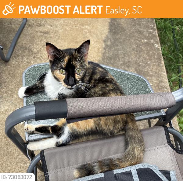 Found/Stray Female Cat last seen Saluda Dam Road and Timberwood Lane, Easley, SC 29640