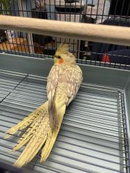 Found/Stray Unknown Bird last seen Richard dr west, kadel dr, howard blvd, Mount Arlington, NJ 07856