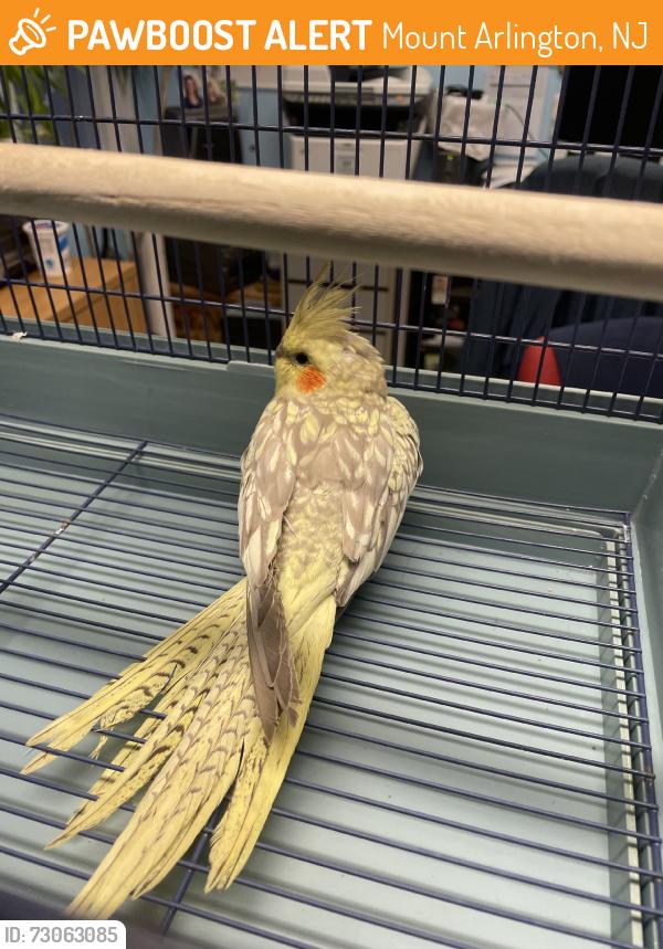 Found/Stray Unknown Bird last seen Richard dr west, kadel dr, howard blvd, Mount Arlington, NJ 07856