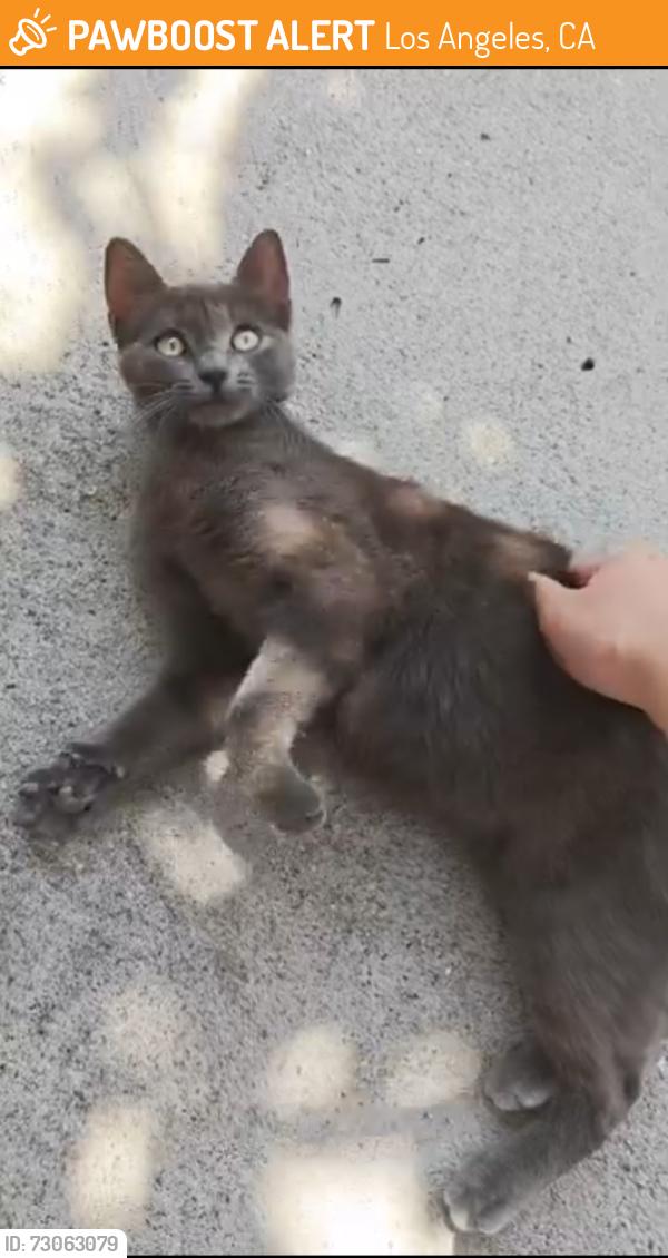 Found/Stray Female Cat last seen Normandie Ave & W 42nd St, Los Angeles, CA 90062
