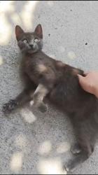 Found/Stray Female Cat last seen Normandie Ave & W 42nd St, Los Angeles, CA 90062