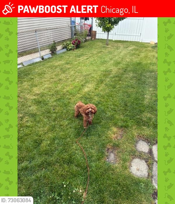 Lost Male Dog last seen 118th and Longwood, Chicago, IL 60643
