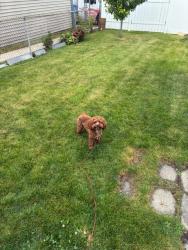 Lost Male Dog last seen 118th and Longwood, Chicago, IL 60643