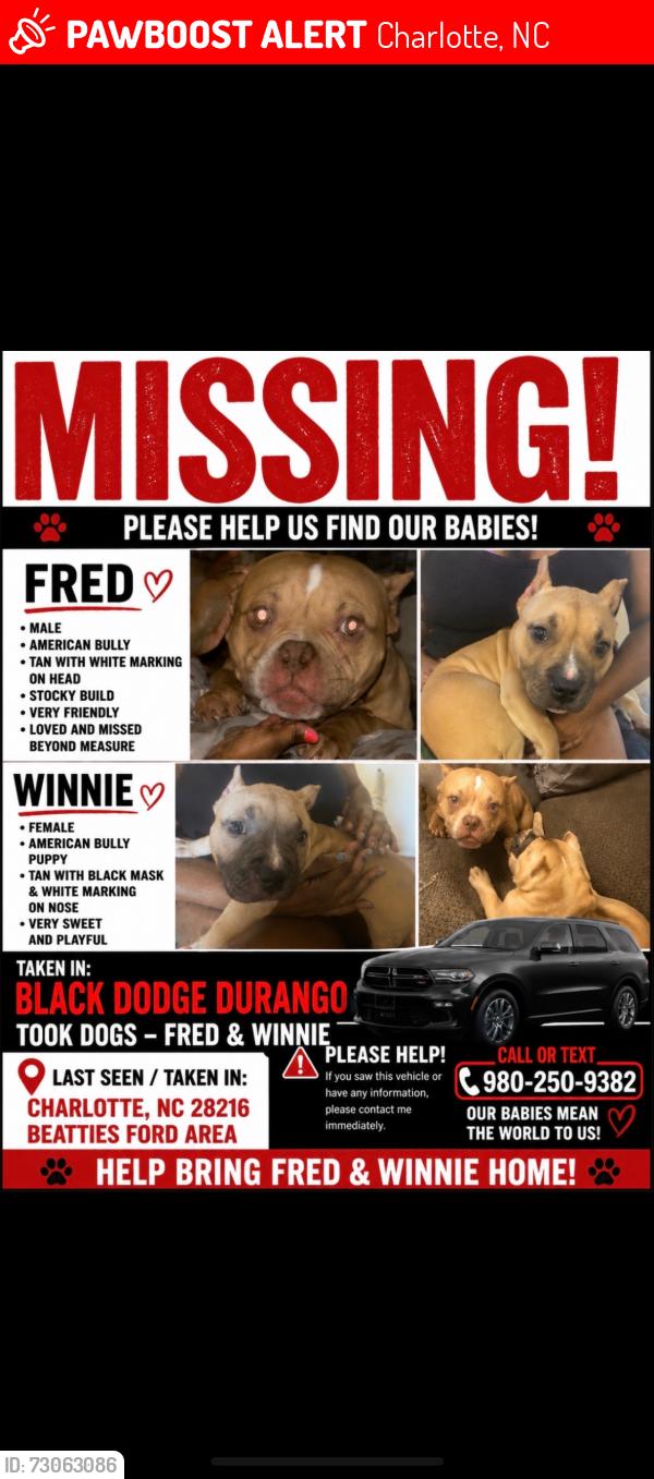 Lost Male Dog last seen Lasalle st, Charlotte, NC 28216