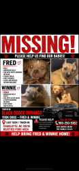 Lost Male Dog last seen Lasalle st, Charlotte, NC 28216