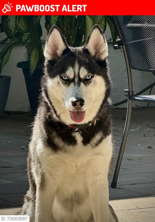 Lost Female Dog last seen Lyons road. Behind palm beach central high school, West Palm Beach, FL 33411