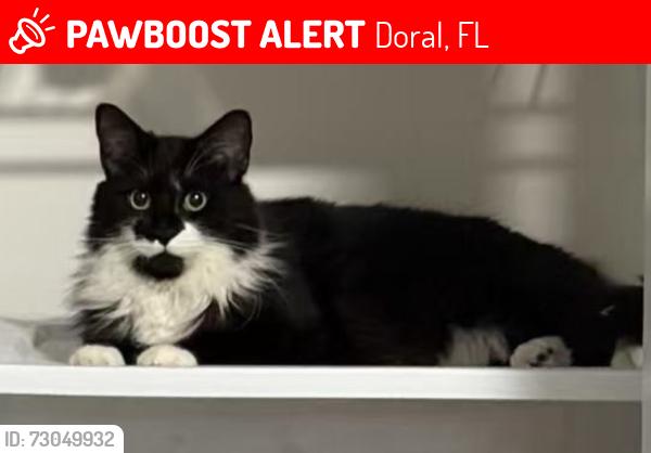 Lost Male Cat last seen Fontainebleau, FL 33172, Doral, FL 33172