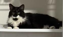 Lost Male Cat last seen Fontainebleau, FL 33172, Doral, FL 33172