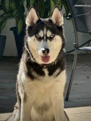 Lost Female Dog last seen Lyons road. Behind palm beach central high school, West Palm Beach, FL 33411