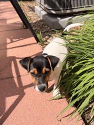 Lost Female Dog last seen 44th and Hooker St. 80211, Denver, CO 80211