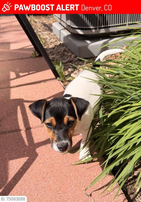 Lost Female Dog last seen 44th and Hooker St. 80211, Denver, CO 80211