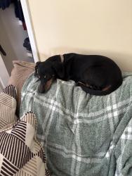 Reunited Female Dog last seen Valley Oil, Claverack-Red Mills, NY 12534
