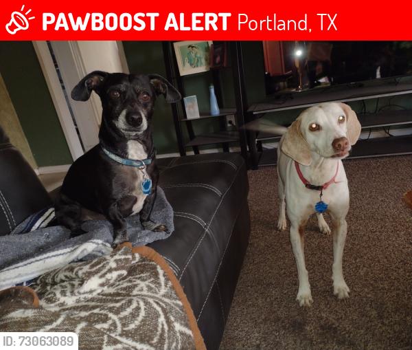 Lost Female Dog last seen Memorial pkwy & starlight, Portland, TX 78374