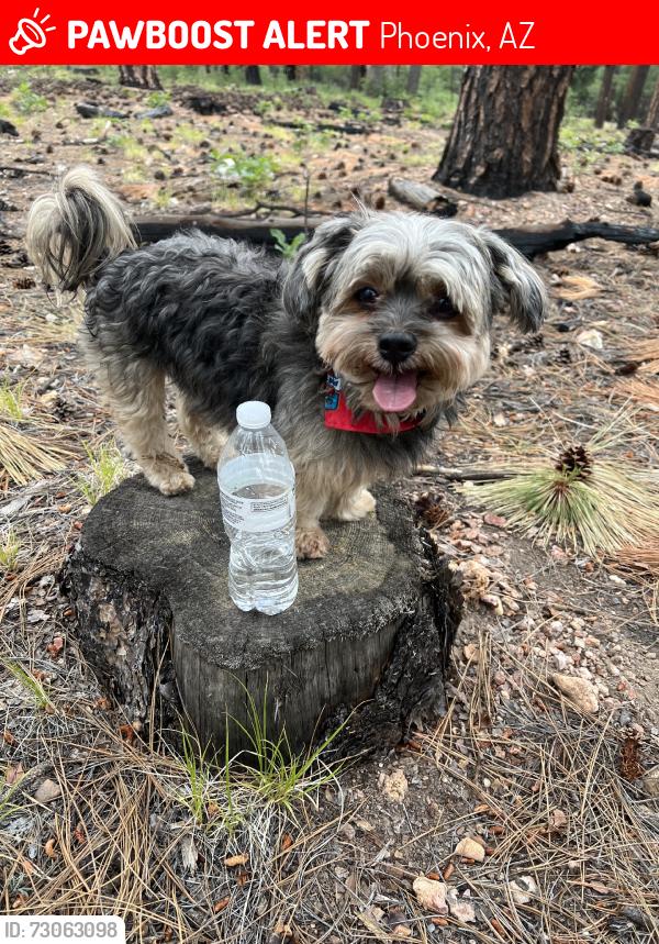 Lost Male Dog last seen Catalina park, Phoenix, AZ 85037