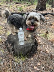Lost Male Dog last seen Catalina park, Phoenix, AZ 85037