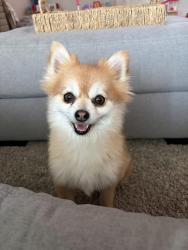 Lost Female Dog last seen West laurel circle and reservoir street, Mount Pleasant, PA 15666