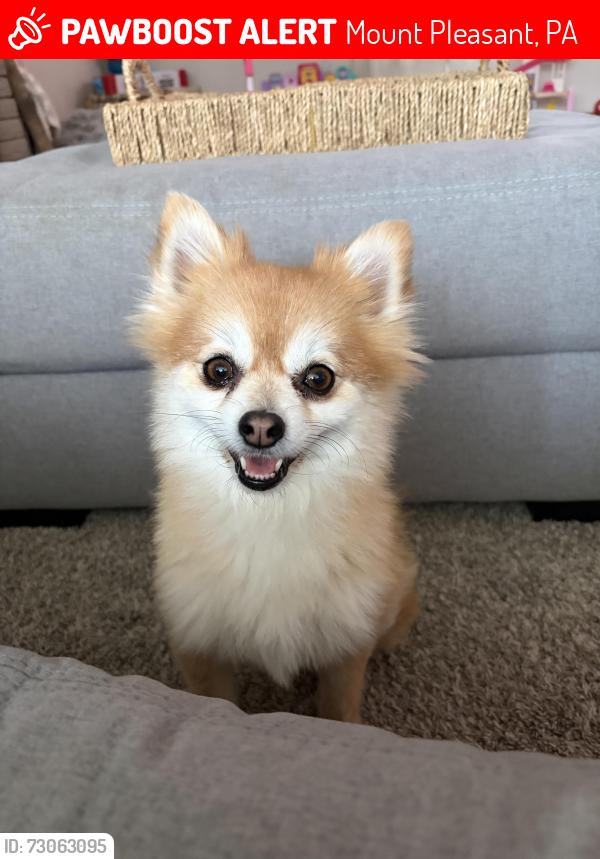Lost Female Dog last seen West laurel circle and reservoir street, Mount Pleasant, PA 15666