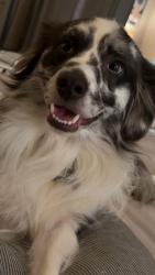 Lost Male Dog last seen Wilshire & Brentwood, Wilson, NC 27893