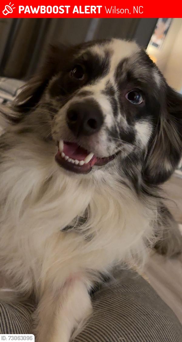 Lost Male Dog last seen Wilshire & Brentwood, Wilson, NC 27893