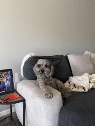 Lost Male Dog last seen Near N. 147th St., Bennington, NE 68007, Bennington, NE 68007