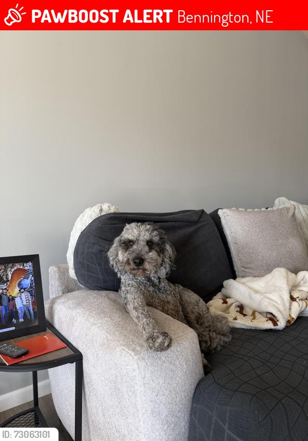 Lost Male Dog last seen Near N. 147th St., Bennington, NE 68007, Bennington, NE 68007