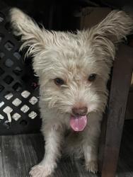 Found/Stray Male Dog last seen Cypress & Hollenbeck, Covina, CA 91722