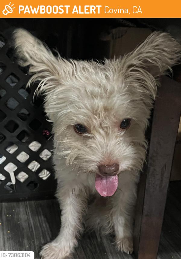 Found/Stray Male Dog last seen Cypress & Hollenbeck, Covina, CA 91722