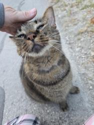 Found/Stray Female Cat last seen Country Oaks MHC, Alamo Ranch, TX 78254