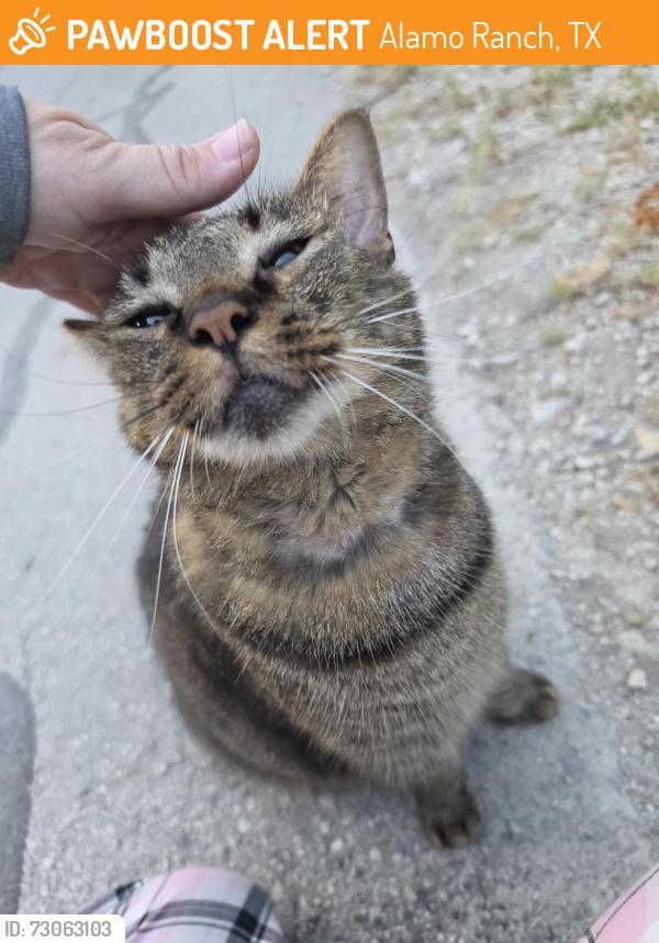 Found/Stray Female Cat last seen Country Oaks MHC, Alamo Ranch, TX 78254