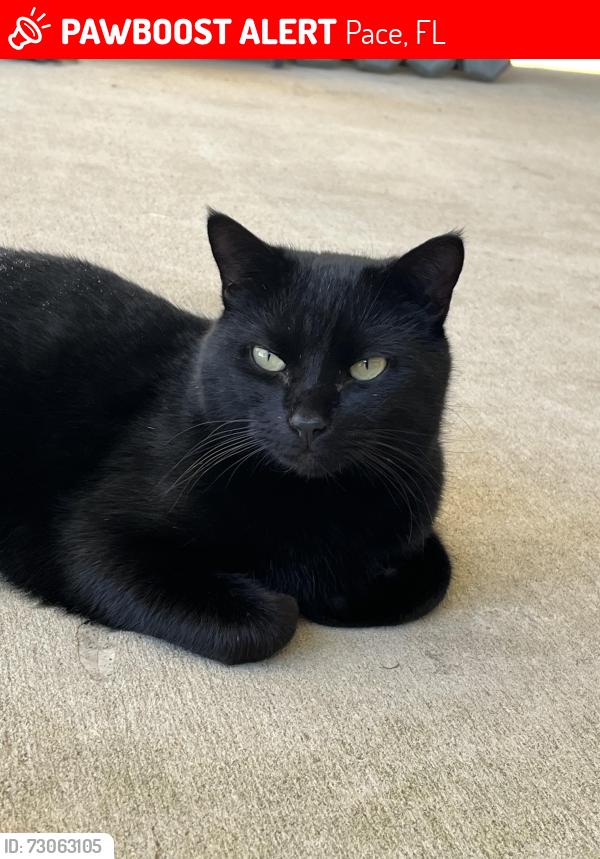 Lost Male Cat last seen My hse, Pace, FL 32571