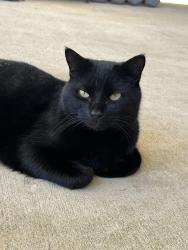 Lost Male Cat last seen My hse, Pace, FL 32571