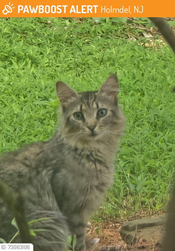 Found/Stray Unknown Cat last seen Allloco,Telegraph hill rd, Holmdel, NJ 07733