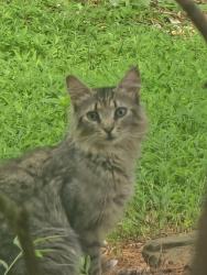 Found/Stray Unknown Cat last seen Allloco,Telegraph hill rd, Holmdel, NJ 07733